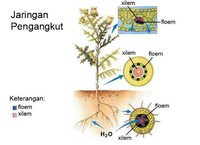 Jaringan Tumbuhan Epidermis Parenkim Penyokong Endodermis